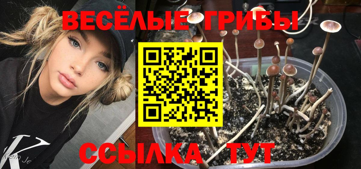 Михайловск  Псилоцибиновые грибы Psilocybe  Вход с VPN 